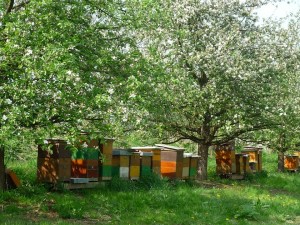 057-BienenUnterzaunsbach